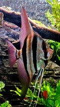 Altum Orinoco F1 Adulto