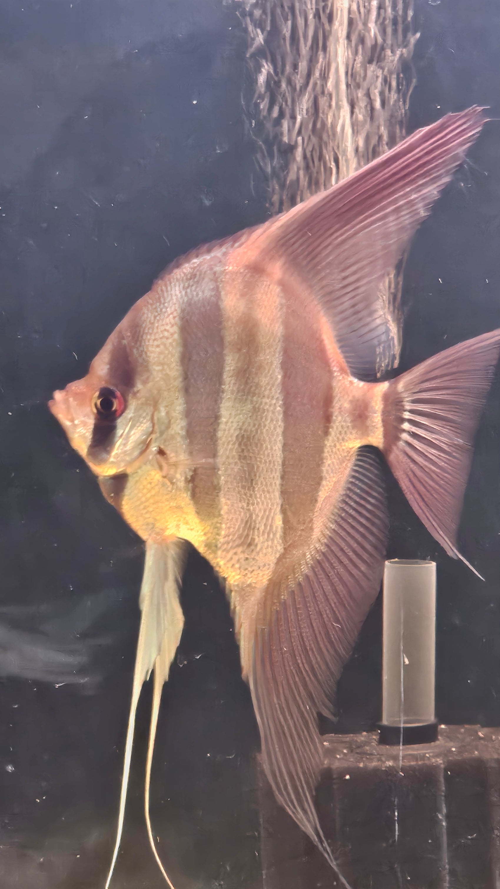 Altum Orinoco F1 Adulto