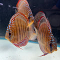 Red Batata F5