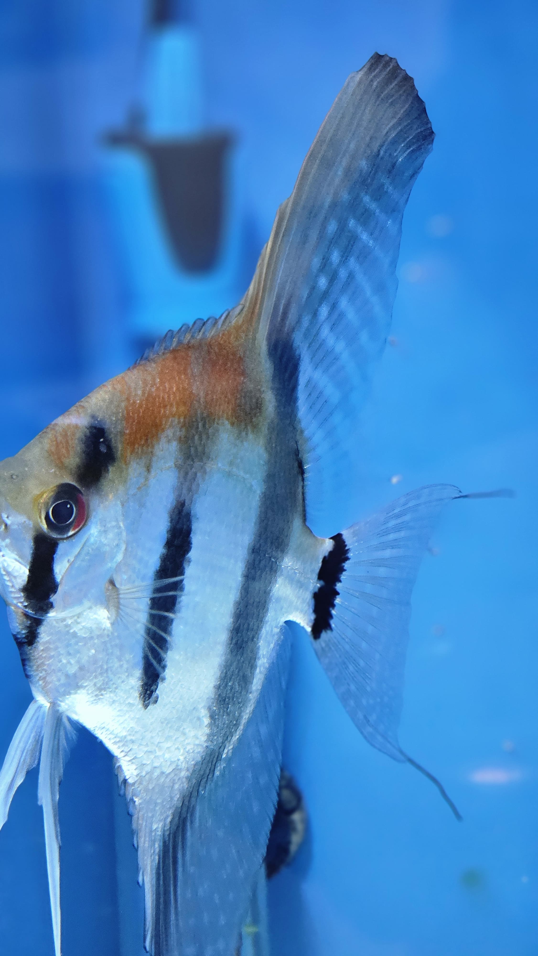 Manacapuru Red Back