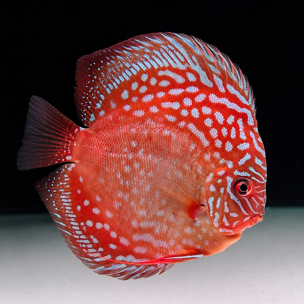 Jacarecapa F5