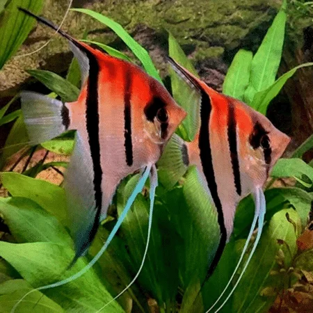 Manacapuru Red Back