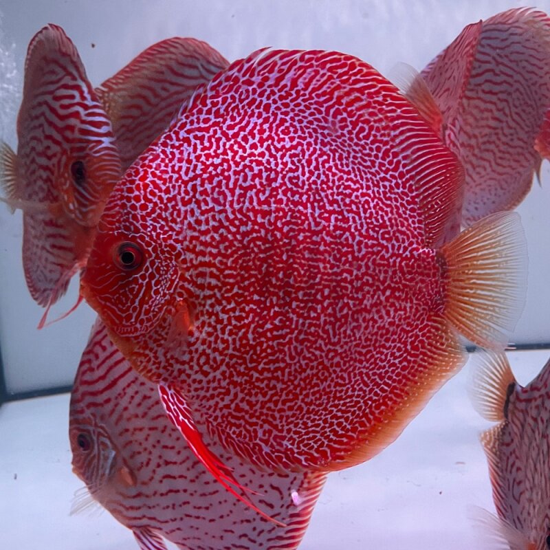 Snakeskin Red