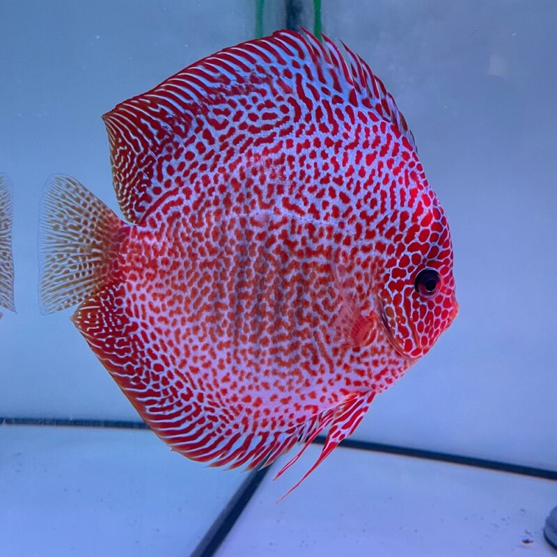 Snakeskin Red